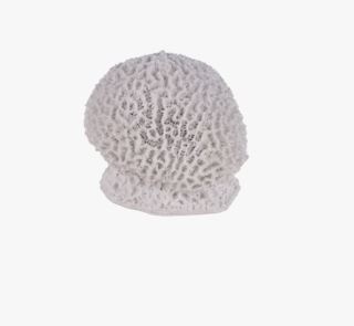 Massive coral koriste valkoinen