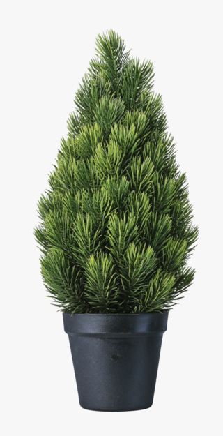 Bush joulukuusi vihreä