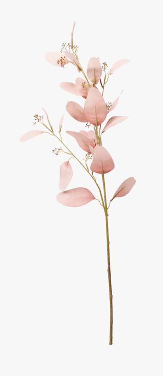 Blush kukka roosa
